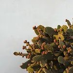 ベッド・アンド・ブレックファスト Buenavista Lanzarote Country *