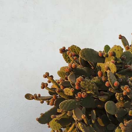 Frühstückspension Buenavista Lanzarote Country *